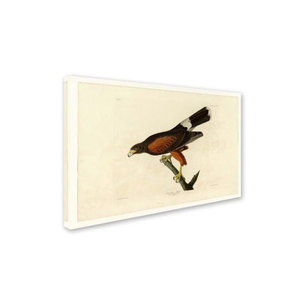 Audubon 'Louisiana Hawkplate 392' Canvas Art,16x24
